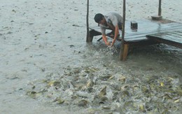 Ồ ạt thả nuôi cá tra ở ĐBSCL