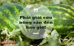 Phó Viện trưởng Viện Khoa học Nông nghiệp Việt Nam: Người thành thị không nên tham gia "giải cứu" nông sản!