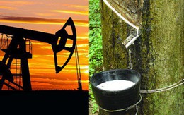 Thị trường cao su thiên nhiên sẽ hưởng lợi nhờ giá dầu tăng