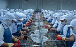 Thủy sản Minh Phú: Lãi quý 1/2018 đạt hơn 101 tỷ đồng, tăng 138% so với cùng kỳ