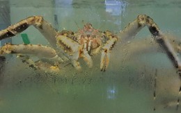 My Way Seafood – thương hiệu uy tín 12 năm, khai trương nhà hàng mới