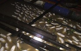 Cá nuôi bè trên sông La Ngà chết hàng loạt