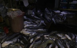 [Photo] Cận cảnh cá chết nổi trắng sông La Ngà ở Đồng Nai