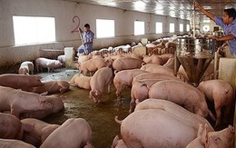 Giá lợn hơi tăng vọt sẽ tác động đến CPI tháng 5
