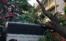 Mưa kèm gió mạnh ở Sài Gòn làm sập mái nhà, cây xanh ngã đè xe tải