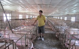 Giá lợn tăng bất thường: Nguy cơ lợn Trung Quốc tràn vào Việt Nam