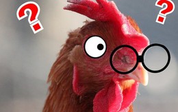 Case study kinh điển ở Harvard: "Gã điên" đốt tiền tấn để nghiên cứu làm kính áp tròng cho… gà, cung ứng cho hầu hết trại gà lớn khắp nước Mỹ và trở thành triệu phú đô la