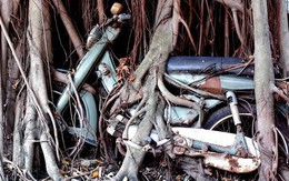 Cây cổ thụ ôm chặt cứng chiếc xe máy suốt 25 năm ở Bình Dương