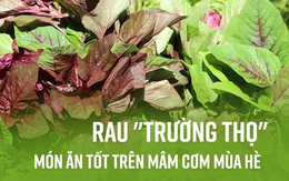 Đông y gọi đây là rau "trường thọ" vì 6 tác dụng quý hơn trứng, phòng ngừa nhiều loại bệnh