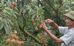 Cây "tỉ phú" mới trên đất Tây Nguyên