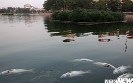 Nguyên nhân cá chết nổi trắng mặt hồ Hoàng Cầu, Hà Nội