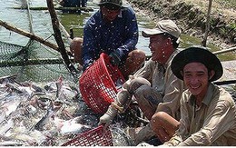 Thủy sản Việt Nam nỗ lực gỡ “thẻ vàng” của EU
