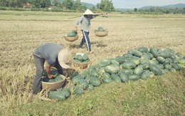Người nông dân Quảng Nam, Quảng Ngãi lại khóc ròng vì giá dưa lao dốc