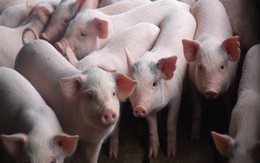 Lợn Trung Quốc tràn sang Việt Nam, cách quản lý đang “có vấn đề”