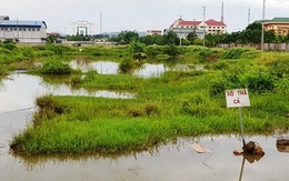 Ninh Bình: Xót xa hàng chục hecta "đất vàng" bỏ hoang giữa lòng thành phố