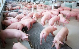 Giá lợn hơi giảm xuống 45.000 - 50.000 đồng/kg