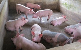 Việt Nam có thể sản xuất 2,8 triệu tấn thịt lợn trong năm 2018