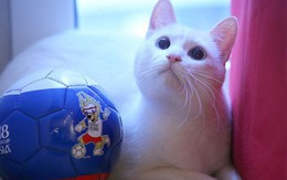 Mèo tiên tri dự đoán Nga thắng trận mở màn World Cup 2018