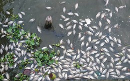 Hà Nội: Cá chết bất thường, kéo dài 100m ở Hồ Tây
