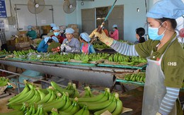Mỹ-Trung ăn miếng trả miếng: Hàng Việt bị vạ lây