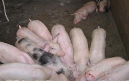 Giá lợn hơi ở Trà Vinh chạm mốc 50.000 đồng/kg