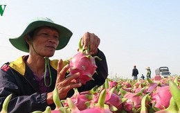 Nông sản Việt vào Hàn Quốc phải kiểm tra 370 loại thuốc bảo vệ thực vật