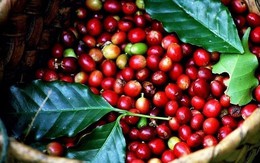 Giá đã tăng trở lại nhưng người trồng cà phê vẫn nhiều mối lo