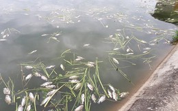 Tình trạng cá chết hàng loạt ở Kon Tum tiếp diễn, gây thiệt hại nặng