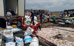 Đồng Nai: 1.500 tấn cá chết trên sông La Ngà là do thiên tai