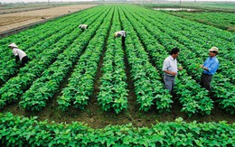 Nếu không tạo sự khác biệt, Việt Nam sẽ mất lợi thế xuất khẩu nông sản