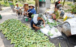 Nở rộ phong trào trồng xoài Đài Loan ở ĐBSCL, thu 500 triệu đồng/ha, năm