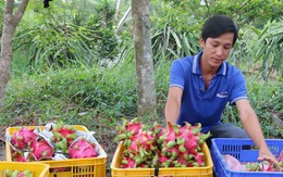 Không có hàng nông sản ùn ứ tại cửa khẩu quốc tế Hữu Nghị