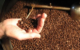 Giá cà phê trong nước tiếp tục giảm, chạm mức thấp 25 tháng