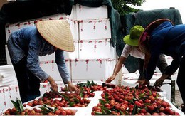 Trung Quốc dẫn đầu các thị trường nhập khẩu rau quả Việt Nam