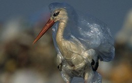 Cả Châu Á đang chung tay chống lại túi nylon, rác thải nhựa như thế nào?