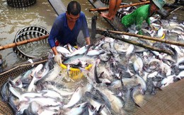 VASEP khuyến cáo DN kiểm soát chất lượng cá tra, basa xuất khẩu sang Trung Quốc