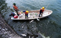 Giải pháp nào khắc phục hiện tượng cá chết ở Hồ Tây?