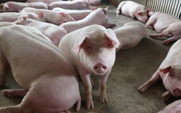 Giá lợn hơi trở lại mốc 50.000 đồng/kg, thịt lợn ngoài chợ cũng tăng giá mạnh