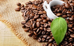 Giá cà phê trong nước giảm xuống mức thấp 26 tháng