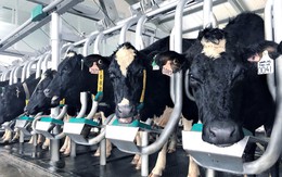 Vinamilk đầu tư nhập gần 200 bò A2 thuần chủng, quyết đem dòng sữa A2 chỉ mới xuất hiện tại rất ít quốc gia về cho người Việt