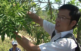 Ước vọng từ nhà khoa học trẻ để người Việt có lá gan khỏe mạnh