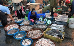 Thí điểm đấu giá hải sản tại chợ cá lớn nhất miền Trung