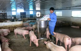 Thịt lợn ổn định trở lại, doanh thu quý 2 của Dabaco gấp rưỡi cùng kỳ, báo lãi 83 tỷ