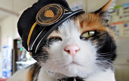 Tama: Từ con mèo hoang đến “trưởng ga tàu” nổi tiếng nhất cả nước, biểu tượng văn hóa đáng tự hào của Nhật Bản
