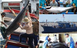 Sản lượng khai thác cá ngừ cuối vụ ở Phú Yên thấp do biển động