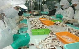 Xuất khẩu mực, bạch tuộc chuyển hướng sang Thái Lan, cạnh tranh với Trung Quốc