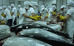Cá ngừ nhập khẩu vào Úc sẽ bị kiểm soát chặt hơn