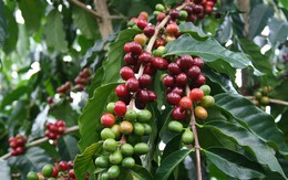 Xuất khẩu cà phê niên vụ 2017 – 2018 dự báo giảm vì giá thấp nhất 50 năm