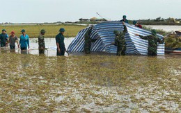 Nông dân thiệt hại nặng vì mưa dầm