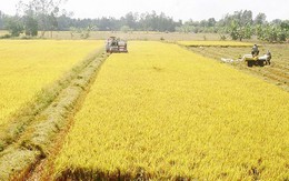 Thủ tướng chấp thuận chuyển mục đích sử dụng 32,7 ha đất trồng lúa tại Hà Nam sang đất phi nông nghiệp